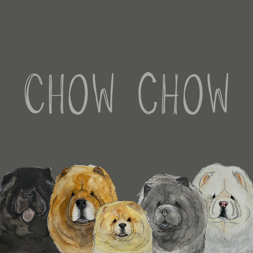 Chow Chow