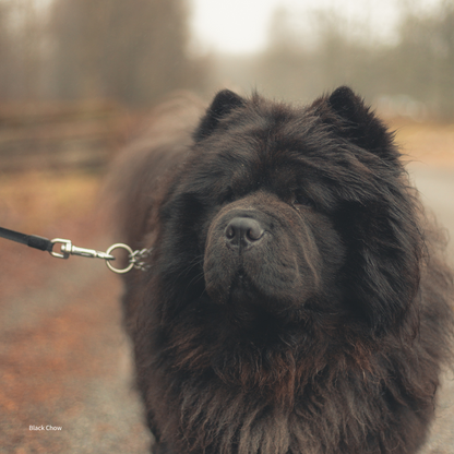 Merry Chowmas: Black Chow Chow Christmas Card for a Fluffy Festive Season!