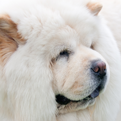 Send Some Floofy Love: Cream Chow Chow 'Aloof Floof' Greeting Card