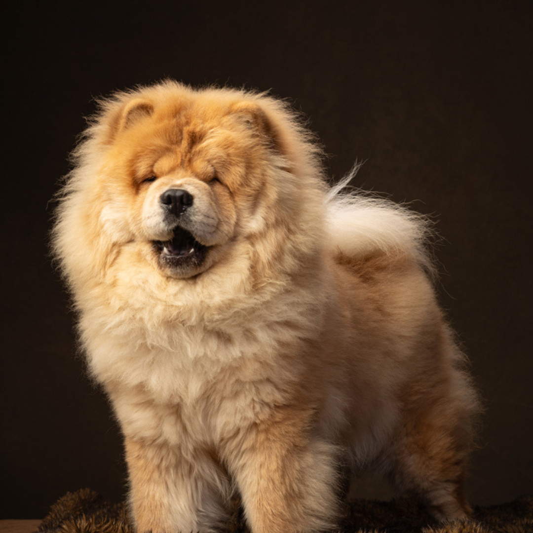 Send Some Floofy Love: Fawn Chow Chow 'Aloof Floof' Greeting Card