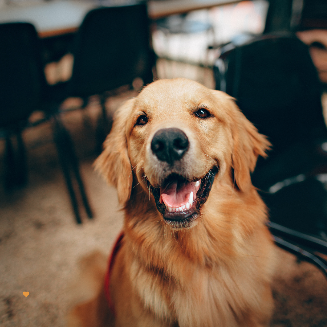 Golden Moments: Adorable Golden Retriever Greeting Card for Every Occasion!