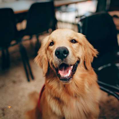 Golden Moments: Adorable Golden Retriever Greeting Card for Every Occasion!