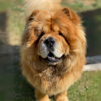 Send Some Floofy Love: Red Chow Chow 'Aloof Floof' Greeting Card