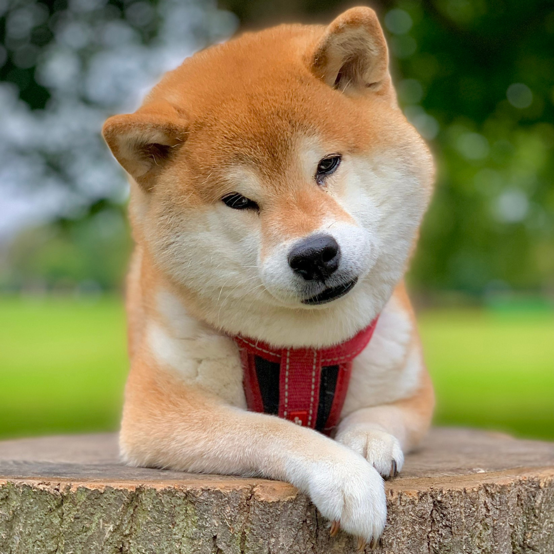 Happiness Unleashed: Shiba Inu Greeting Card for Dog Lovers!