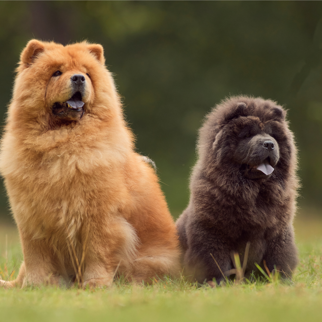 Blue Chow Chow Cushion Cover – Featuring The Aloof Floof Design!